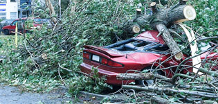 Vehicle destroyed by trees